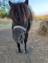 Пони, снимка 6