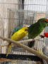 продавам млад чифт папагали какарики , снимка 1 - Папагали - 46007852