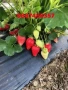 Продавам разсад ягоди , снимка 8