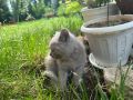 Британска късокосместа котка, снимка 4