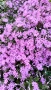 Флокс,  Phlox sub. Zwergenteppich, почвопокривен, многогодишен, студоустойчив, снимка 2