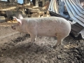 Домашно прасе за клане, снимка 4