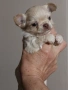 продавам мини чихуахуа , снимка 7