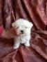 Мини малтезер, снимка 1