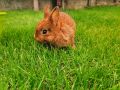 Женско зайче порода Холандско джудже, снимка 1 - Декоративни зайчета - 45675364