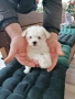 Бишон фризе момче , снимка 7