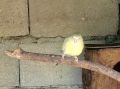 Первенокръст Поен папагал-женски, снимка 3