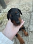 Продавам доберманчета, снимка 2