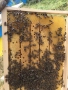 Продавам Кошери с Пчели Пчелни семейства Отводки Оплодени Пчелни Майки, снимка 5