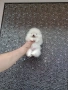 Миниатюрно мини момче. Мини Померан. Реални снимки !!! , снимка 2