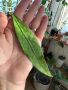Hoya Clemensiorum long leaf , снимка 1 - Стайни растения - 45271579