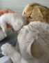 СУПЕР ПРОМОЦИЯ ДО КРАЯ НА СЕДМИЦАТА Шотландски котета, правоухи, клепоухи, сребърна чинчила , снимка 13