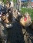 Пуйки, снимка 1 - Кокошки и пуйки - 45495763