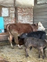 Продавам крави и телета, снимка 4