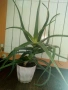 Голямо дървовидно лечебно алое-80см.височина , снимка 2