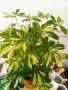 стайно растение от Португалия, снимка 1 - Стайни растения - 45717255