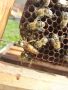 Продавам пчелни майки, снимка 4