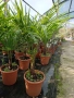 Палми Trachycarpus Fortunei – 1 метър височина, снимка 3
