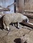 Продавам кочове за Курбан Байрам, снимка 1 - Овце - 45984115