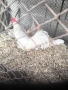 кокошки легхорн продава и яица, снимка 4