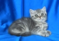 Британско късокосместо мъжко котенце, снимка 5