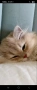 Британска котка  лилаво злато, снимка 4