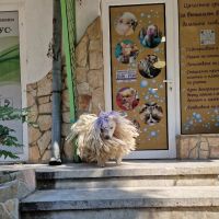 Подстригване на домашни любимци Варна , снимка 5 - Ветеринари и услуги - 45514678