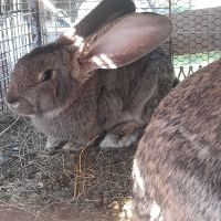 Продавам зайци- едри породи само, снимка 1 - Други животни - 45168851