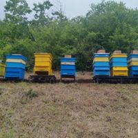 Пчелни кошери със семейства, снимка 3 - Други животни - 45877261