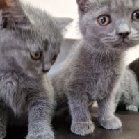 Британски късокосмести котета, снимка 4 - Британска късокосместа - 45944841