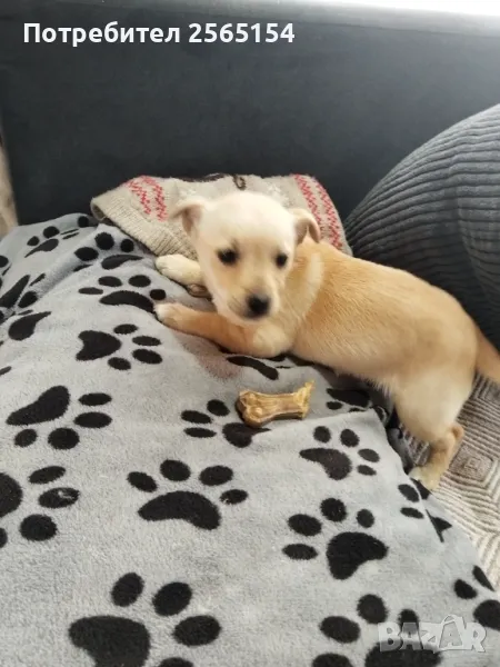 пинчерче момиче, снимка 1