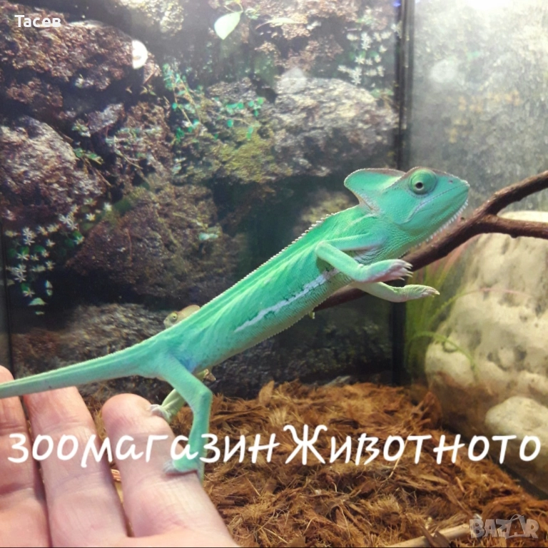 Йеменски хамелеон, снимка 1