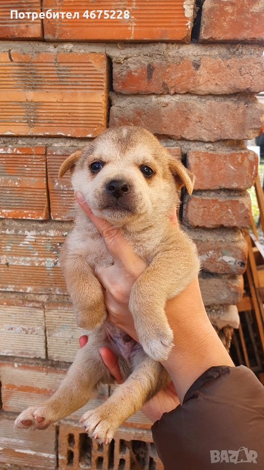 Подарявам кученца, снимка 1