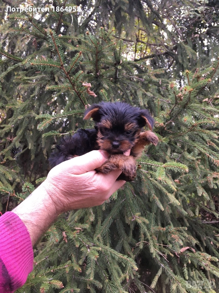 СУПЕР МИНИ ЙОРКИ Доставка, снимка 1