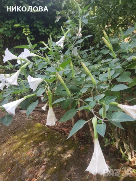 ДАТУРА / татул, снимка 1