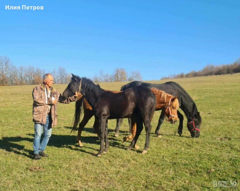 Конче женско 75 процента фризийка ПРОМОЦИЯ , снимка 1