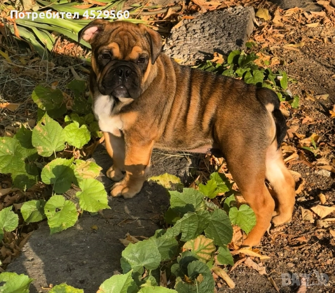 Английски булдог, снимка 1