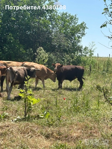 9 женски 2 мъжки телета, снимка 1