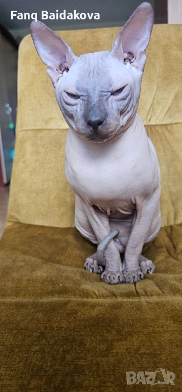 Мъжки сфинкс за разплод, снимка 1