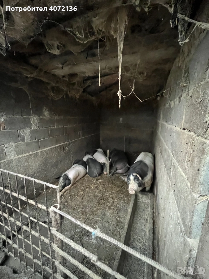 Прасета, снимка 1