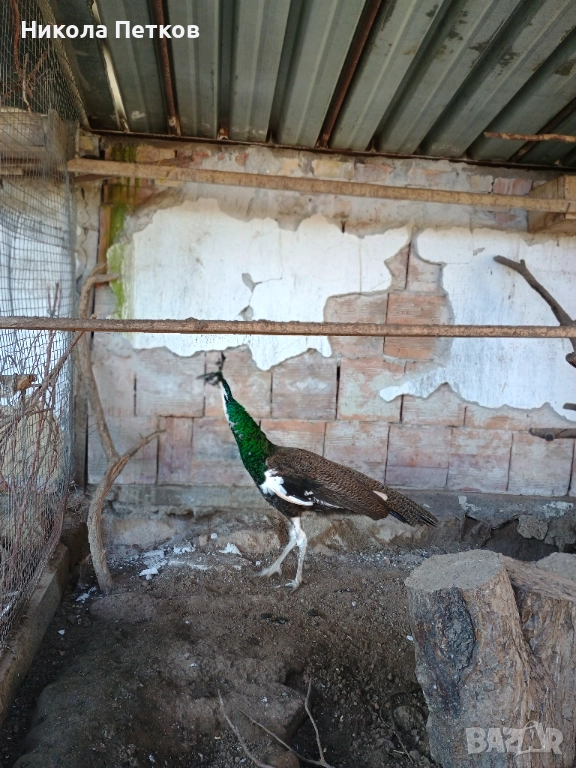 Паун арлекин, снимка 1