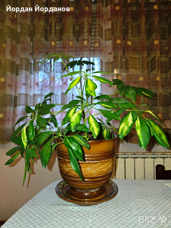 Продавам шефлера, снимка 1