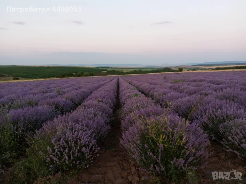 Лавандулово масло , снимка 1