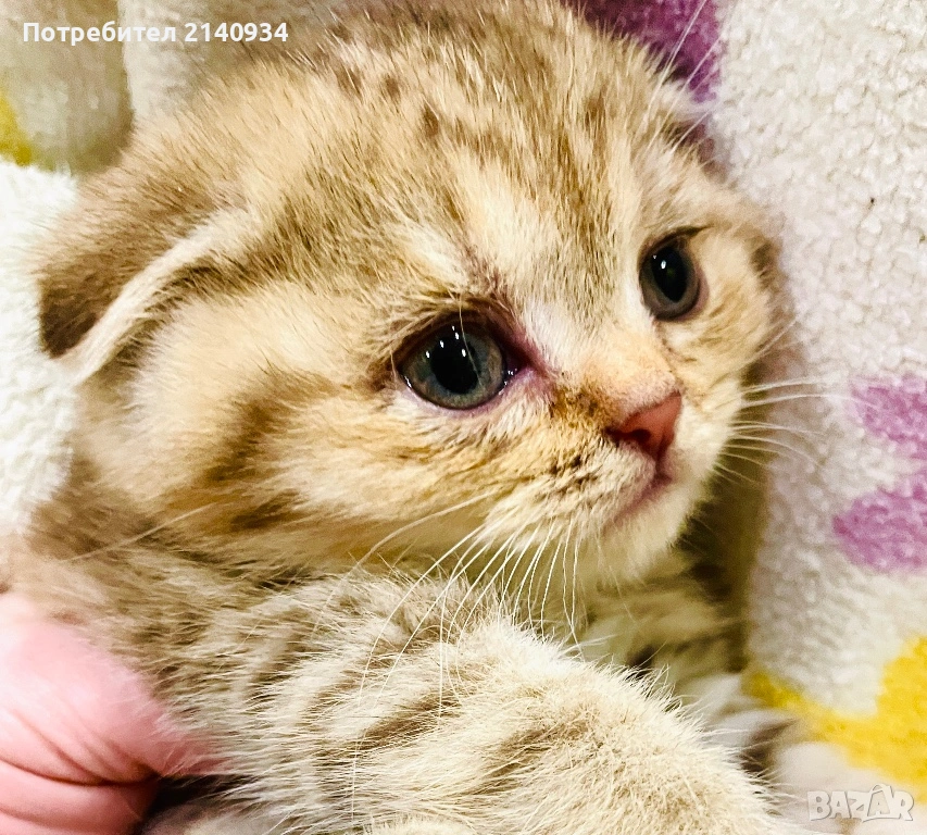 Британски и шотландски котенца. Златни и сръбрени чинчили, снимка 1