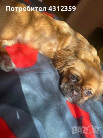 Пекинез с всички ваксини,чип и паспорт