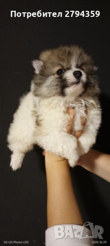 Малка пухкавелка мини шпиц, снимка 1