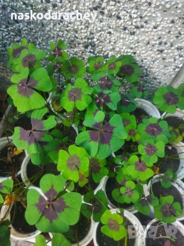 Четирилистни детелини Oxalis Tetraphylla, четирилистна детелина разсад, снимка 1 - Градински цветя и растения - 46098745