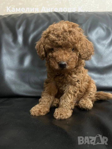 Той пудел момче, снимка 3 - Пудели - 52578233