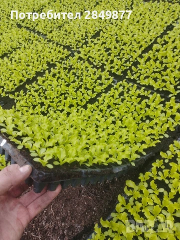 Разсад салати Отис, Фънфикс, Фрисади , снимка 2 - Разсади - 53057261