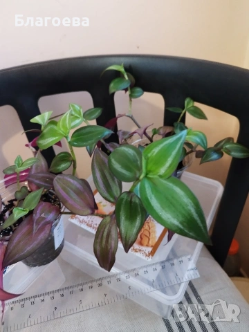 Традесканция 3 бр за 4 €, снимка 6 - Стайни растения - 52027182